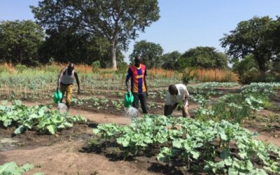 Green shoots: Tending gardens and growing together in South Sudan