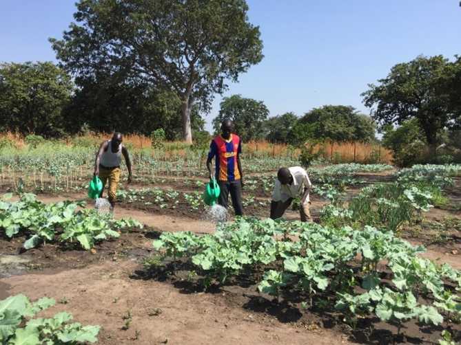 Green shoots: Tending gardens and growing together in South Sudan