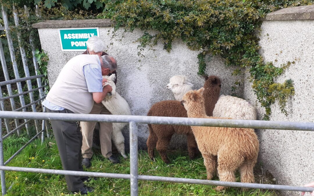 Cakes, plants, and alpacas: A wonderful fundraiser at the Sacred Heart Church