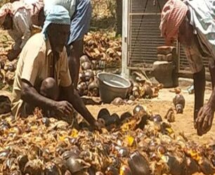MSC World Projects Appeal 2024: India