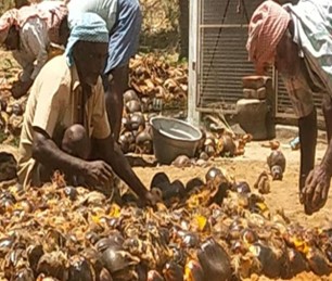 MSC World Projects Appeal 2024: India